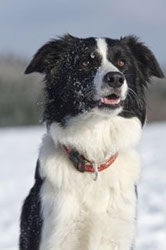 Border Collie Emely