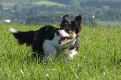 Border Collie arbeitet