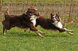 Border Collie Kommunikation