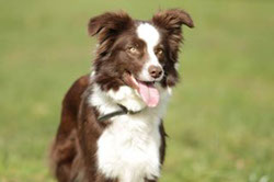 bildhübsche Border Collie Hündin