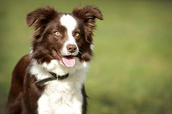 traumhafte Border Collie Hündin