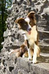 grazielle Border Collie Hündin