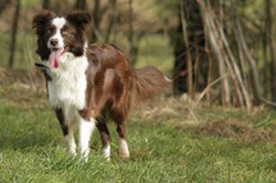 Border Collie Hündin chocolate white