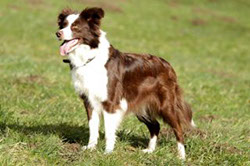 Border Collie Langhaar