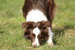 Nasenhund Border Collie