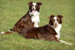 Border Collie Zweisamkeit