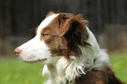 Border Collie Hündin Molly