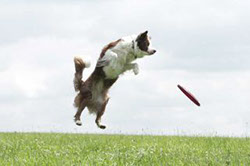 Border Collie mit Frisbee