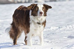 Border Collie chocolate white