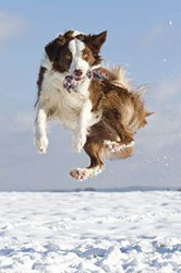 Border Collie sprunggewaltig
