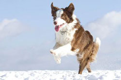 Border Collie mit hellen Augen