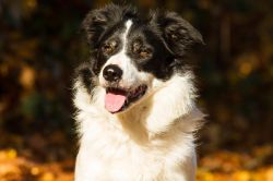 Bernsteinaugen tricolor Border Collie