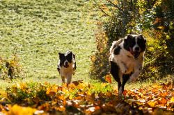 Border Collie Huendin Nell Emely