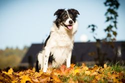 Border Collie Huetehund tricolor