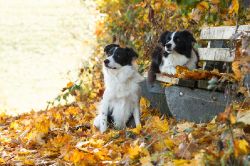 Border Collies unter sich