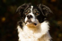 Wissender Blick Border Collie