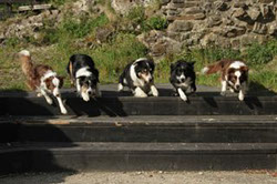 energiegeladenes Border Collie Rudel