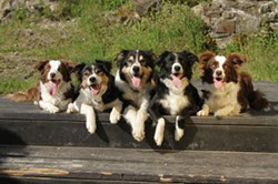 aufmerksames Border Collie Rudel