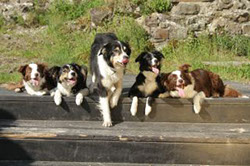 Border Collie Rudel im Aufbruch