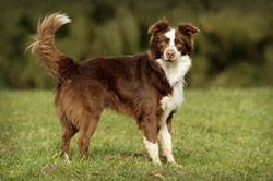 beeindruckender Border Collie Rüde