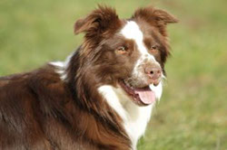 Border Collie Augen Bernstein