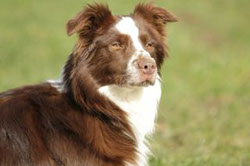 Border Collie Blick