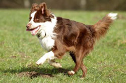 rennender Border Collie 