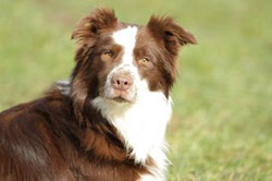 Border Collie Rüde Sam