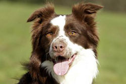 Border Collie mottled