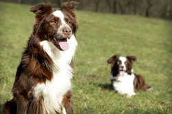 Border Collie ist stolz