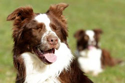 Border Collie träumt