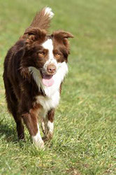 Border Collie Sam