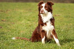 Border Collie Rüde Sam Sitz!