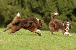 Border Collies spielen