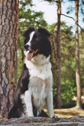 Border Collie Hündin Senta