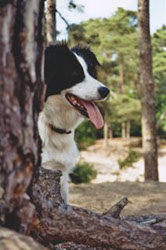 feine Border Collie Hündin 