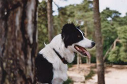 chillige Border Collie Hündin