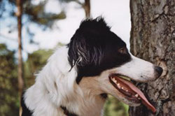 aufmerksame Border Collie Hündin