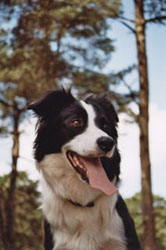 Border Collie Bild