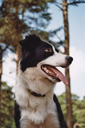 Border Collie schwarz weiss