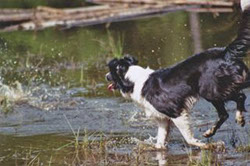 Border Collie im Wasser