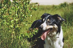 souveränder Border Collie Rüde