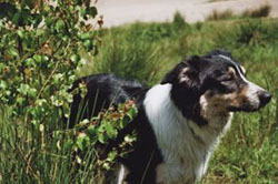 Border Collie Rüde Tricolor