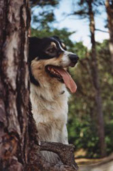 Border Collie Schnappschuss