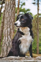 Border Collie Velvet