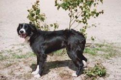 Border Collie