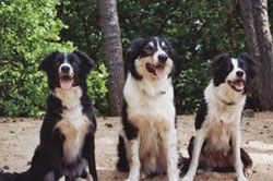Collie Truppe