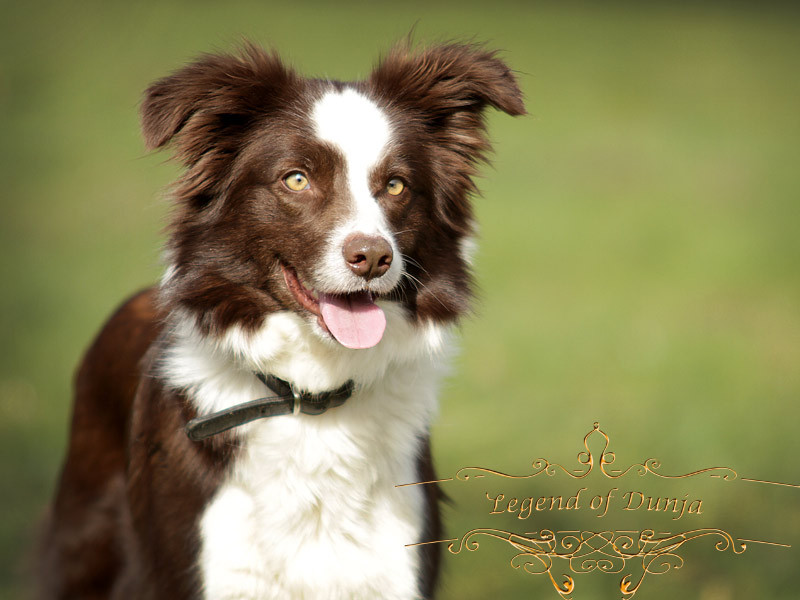 border-collie-chocolate-white-shooting.jpg