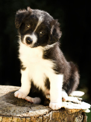 border-collie-fotoshooting.jpg