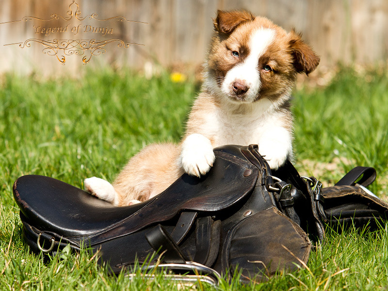 border-collie-welpe-zobel-reiten.jpg